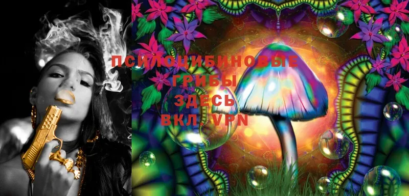 купить   Рассказово  Псилоцибиновые грибы Magic Shrooms 